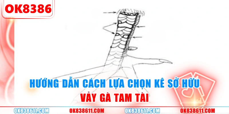 Hướng dẫn cách lựa chọn kê sở hữu vảy gà tam tài